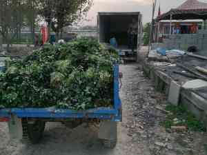 地瓜苗、紫薯地瓜苗、蜜薯地瓜苗产品及种植技术企业推荐:九龙地瓜苗等
