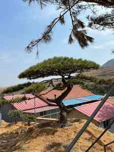 造型赤松、迎客松等优质松类基地供货及定制厂家推荐，实力之选不容错过