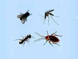 苏州速灵虫控服务有限公司：苏州灭鼠、除蟑螂及除虫服务提供商