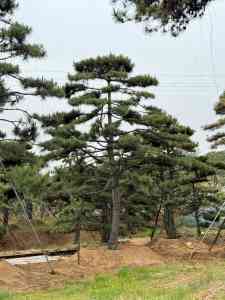 造型松基地、定制、批发、供货厂家推荐：山东优质厂家值得关注