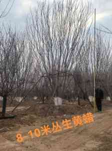 丛生黄蜡苗代加工及供货商推荐：蠡县艺雅苗圃场等优质之选