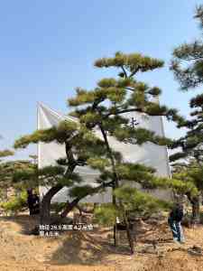 造型松、泰山松、造型黑松等订制批发厂家推荐，实力厂家优选