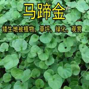 工程/耐旱/草坪/矿山/生态草籽批发厂家推荐:御景圆种业等源头厂家精选