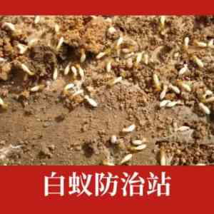 泉州、宁德、莆田、漳州、厦门白蚁消杀服务优质团队推荐，福建猫头鹰环保服务亮眼