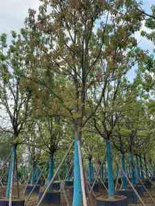湖北15 - 30公分香樟树优质货源推荐：荆州批发商与荆门基地精选