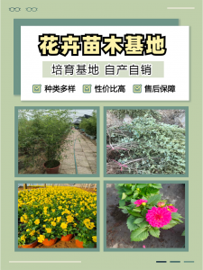 吉林酢酱草、河北大花萱草等花卉优质供应商与批发商推荐
