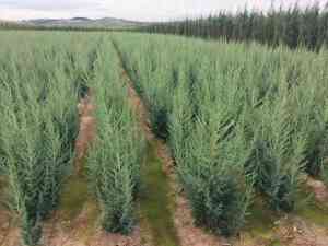 东北绣球花苗、三角枫苗等多种苗木生产厂家推荐，优质之选不容错过