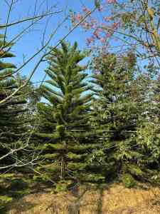 桂花、黑果包树、花楸木、海南蒲桃、花叶女贞供货厂家优质推荐