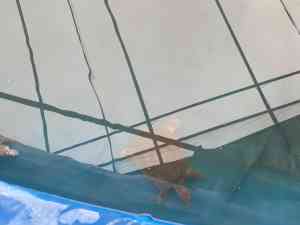 湖北多地优质甲鱼供应方推荐：宜昌中华鳖、十堰甲鱼及黄石脚鱼资源汇总