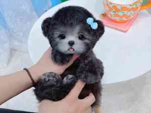 上海购买飞耳比熊、西高地犬、马尔济斯幼犬、西高地白梗、可卡布幼犬的靠谱渠道推荐