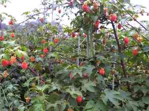 树莓供应商哪家强？云南滇农集团产量可观·带动增收