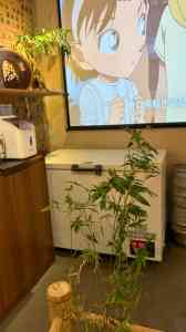 沈阳日料门店推荐:中街深夜食堂、居酒屋及寿司店预定指南
