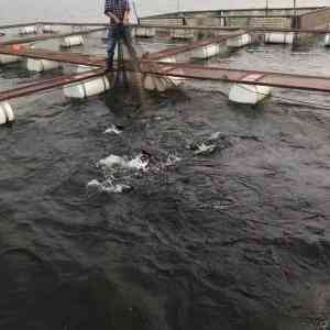 网箱厂家批发优选：尼龙养鱼网箱厂、水产养鱼网箱品牌推荐