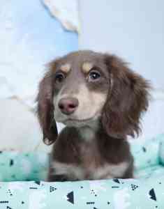 2026年杭州宠物狗购买渠道全景解析报告，基于专业视角的巧克力长毛腊肠狗等品种优势深度分析！