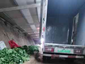 脱毒红薯苗及地瓜苗批发厂家推荐:聚焦产品优势与种植技术的优质之选