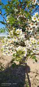 2026年文冠树厂家推荐：北京文冠树生产商，文冠树盆栽代工及树苗定制源头厂家精选