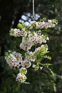 2026 文冠树产品推荐：蠡县艺雅苗圃场，供应文冠树大树、盆栽及北京文冠树工厂货源