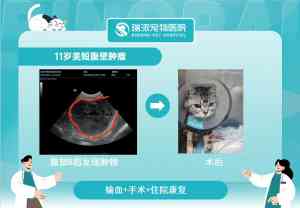 广东宠物手术、内科、体检及24小时医院品牌推荐：深圳优质宠物医疗之选