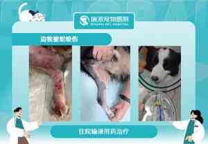 深圳宠物外科、内科、手术、体检及24小时宠物医院品牌推荐