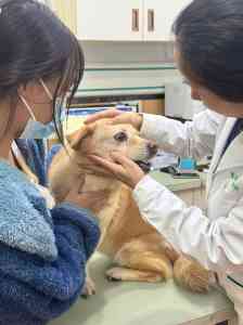 广东优质宠物医疗品牌推荐：涵盖24小时医院、内科、体检、手术等领域