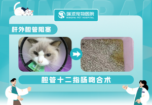 广东宠物医疗品牌推荐：涵盖内科、外科、体检、手术及24小时医院