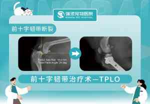 广东宠物医疗品牌推荐：涵盖手术、内科、体检、外科及 24 小时医院