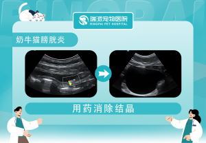 广东及深圳宠物医疗品牌推荐：涵盖多领域的优质宠物医疗选择