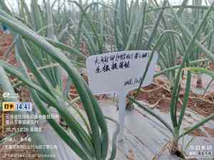 大豆/蔬菜/定植/长效/苗期黄腐酸钾生根厂家推荐：康拓森生物科技实力之选