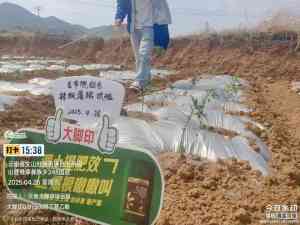 河北黄瓜、北京番茄、石家庄冲施滴灌白根多产品及服务推荐