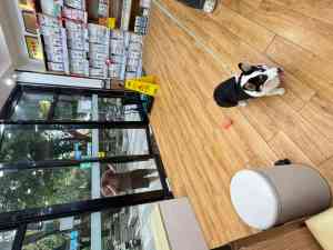 深圳及广东优质宠物医疗品牌推荐:涵盖内科、眼科、外科等多领域