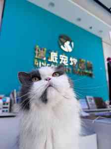 广东及深圳宠物医疗品牌推荐：24小时、眼科、内科、外科等多领域优质之选