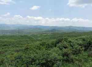 河北杨柴、北京沙蒿、天津星星草等种子优质供应商综合推荐