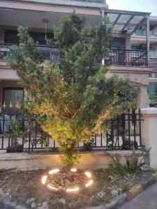 防水抱树灯、LED抱树灯等厂家推荐：专业之选，点亮绿色景观