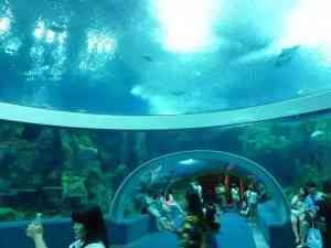 海水鱼缸全套产品供应商推荐：活石、超白缸、蛋分、海盐一站式之选