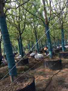 荆州与湖北香樟供应地推荐:25/18/15/30公分香樟优质货源地