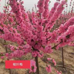 榆叶梅苗、珍珠绣线菊苗等苗木生产厂家推荐,优质之选不容错过