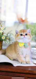 浙江暹罗猫、江西英短猫、安徽比熊犬、山东基地及福建泰迪犬宠物门店推荐