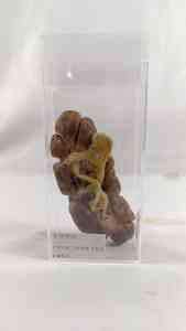 畜牧兽医标本、动物塑化标本等供应商厂家推荐，实力之选不容错过