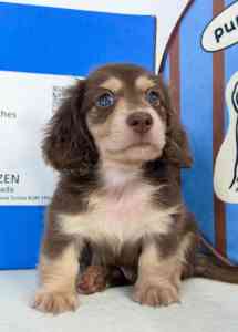 杭州购买长毛陨石腊肠、铁包金腊肠狗等渠道推荐，优质选择别错过