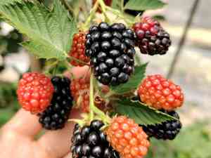 树莓功效、价格、图片全解析！树莓供应商揭秘