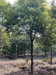 湖北袋苗/田苗香樟及荆州黑土/全冠香樟优质批发商推荐