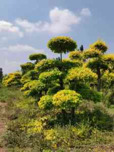 山西、辽宁、云南金叶榆造型厂家推荐：实力厂家打造优质造型树