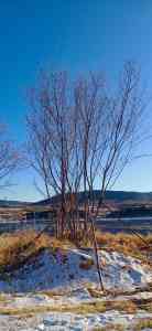 求购丛生五角枫？河北优质厂家、代加工及产地定制厂家推荐