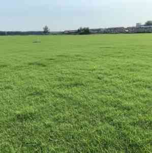 草籽草种、花卉种子、护坡种子等厂家推荐：实力源头供货商之选