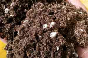 栽培基质供货厂家大揭秘！草莓、蓝莓、蔬菜育苗基质优质供应商推荐