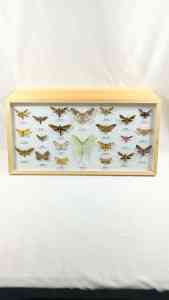 林业害虫、蝴蝶生活史、蝶翅画等标本定制及批发厂家推荐