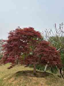 迎客松/大叶女贞/对节白蜡/紫薇/红枫造型树厂家推荐，优质之选不容错过