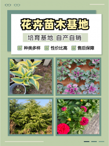 内蒙古粉黛乱子草、辽宁鸿运萱草等多地花卉优质供应商推荐