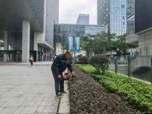 广州绿化养护、盆花鲜花及盆栽植物服务渠道推荐，景采园林等受关注