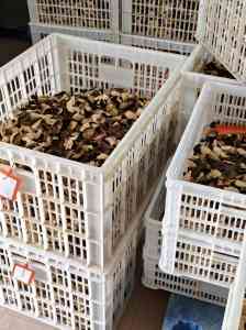 广东新会陈皮礼盒预定与商务礼品定制：高品质陈皮养生礼品之选